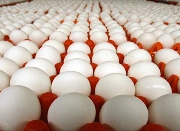 قیمت هر شانه تخم مرغ 31 هزار تومان است