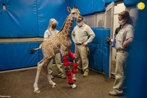 بچه زرافه تازه متولد شده به کمک پزشکان راه رفت