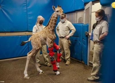 بچه زرافه تازه متولد شده به کمک پزشکان راه رفت