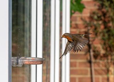 بایدها و نبایدهای غذا دادن به پرنده های پشت پنجره